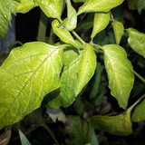 Leafs; Publicdomain; Cc0; Freeimage;