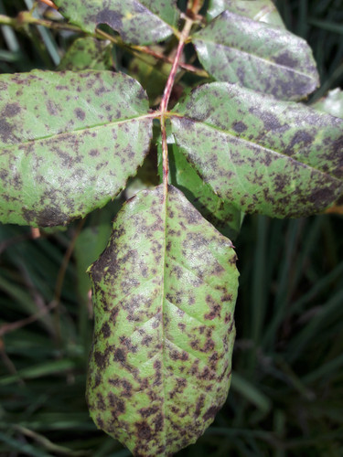 Leafs; Publicdomain; Cc0; Freeimage;.jpg