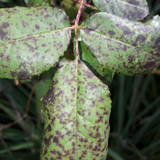 Leafs; Publicdomain; Cc0; Freeimage;