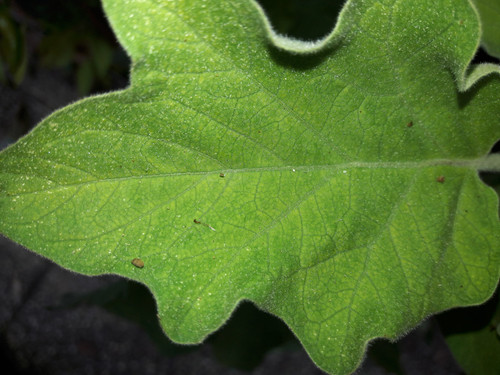 Leafs; Publicdomain; Cc0; Freeimage;.jpg