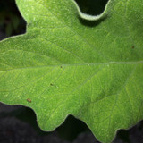 Leafs; Publicdomain; Cc0; Freeimage;