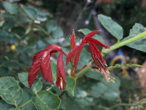 Leafs; Publicdomain; Cc0; Freeimage;.jpg