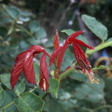 Leafs; Publicdomain; Cc0; Freeimage;