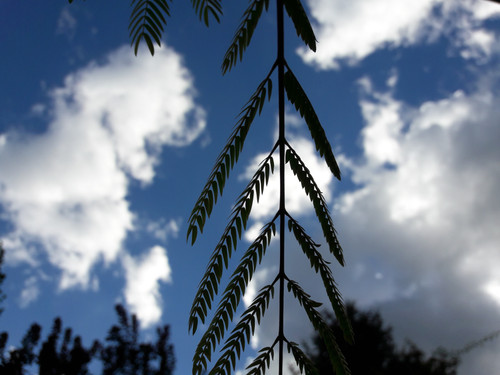 Leafs; Publicdomain; Cc0; Freeimage;.jpg