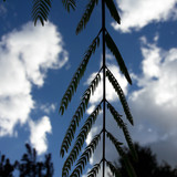 Leafs; Publicdomain; Cc0; Freeimage;