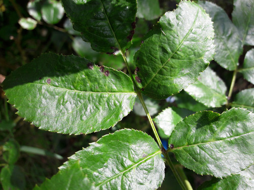 Leafs; Publicdomain; Cc0; Freeimage;.jpg