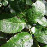 Leafs; Publicdomain; Cc0; Freeimage;