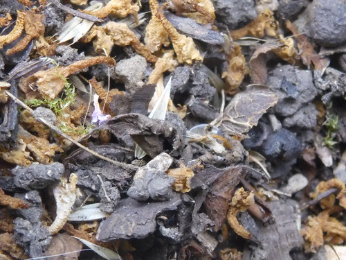 Flora Leafs Tree Publicdomain (147).jpg