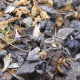 Flora Leafs Tree Publicdomain (147)