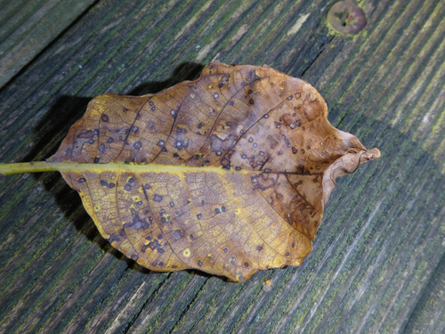 Leafs; Publicdomain; Cc0; Freeimage;.jpg