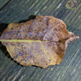 Leafs; Publicdomain; Cc0; Freeimage;