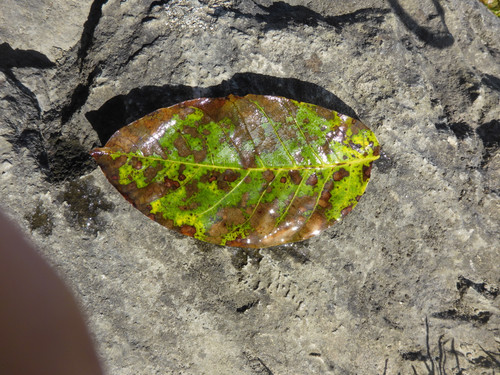 Leafs; Publicdomain; Cc0; Freeimage;.jpg