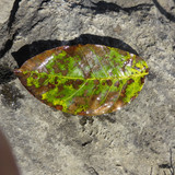 Leafs; Publicdomain; Cc0; Freeimage;