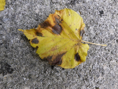 Flora Leafs Tree Publicdomain (155).jpg