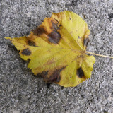 Flora Leafs Tree Publicdomain (155)