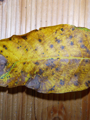 Leafs; Publicdomain; Cc0; Freeimage;.jpg