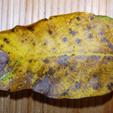 Leafs; Publicdomain; Cc0; Freeimage;