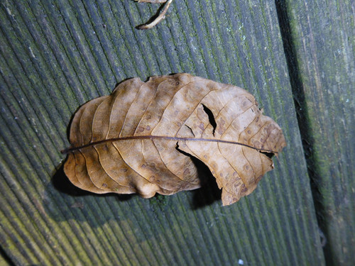 Leafs; Publicdomain; Cc0; Freeimage;.jpg