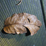 Leafs; Publicdomain; Cc0; Freeimage;