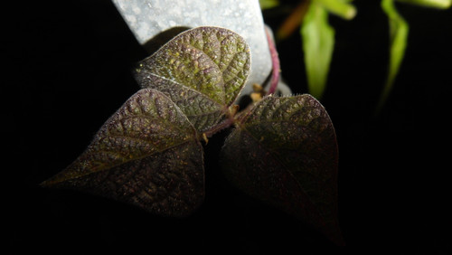 Leafs; Publicdomain; Cc0; Freeimage;.jpg