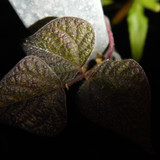 Leafs; Publicdomain; Cc0; Freeimage;