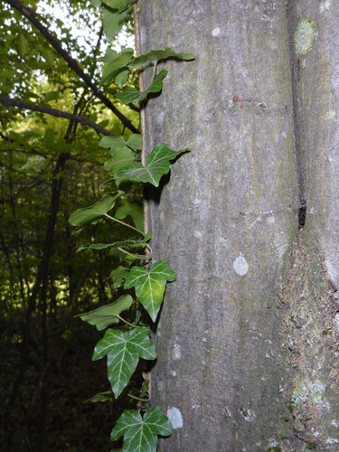 Leafs; Publicdomain; Cc0; Freeimage;.jpg