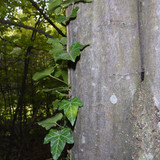 Leafs; Publicdomain; Cc0; Freeimage;