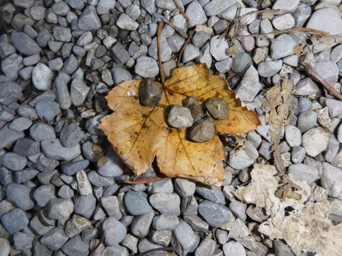 Flora Leafs Tree Publicdomain (151).jpg