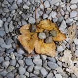 Flora Leafs Tree Publicdomain (151)