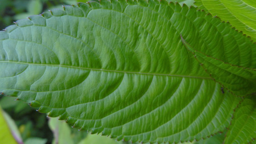 Leafs; Publicdomain; Cc0; Freeimage;.jpg