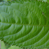 Leafs; Publicdomain; Cc0; Freeimage;