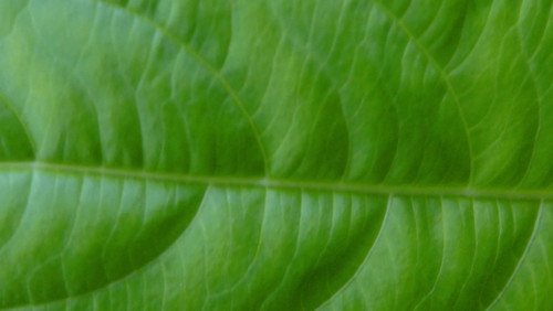 Leafs; Publicdomain; Cc0; Freeimage;.jpg