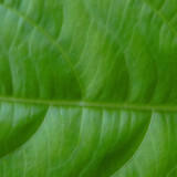 Leafs; Publicdomain; Cc0; Freeimage;