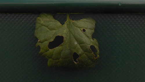 Leafs; Publicdomain; Cc0; Freeimage;.jpg