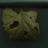 Leafs; Publicdomain; Cc0; Freeimage;