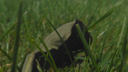 Leafs; Publicdomain; Cc0; Freeimage;.jpg