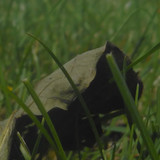 Leafs; Publicdomain; Cc0; Freeimage;