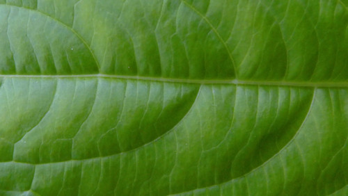 Leafs; Publicdomain; Cc0; Freeimage;.jpg