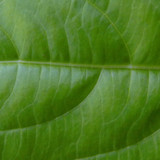 Leafs; Publicdomain; Cc0; Freeimage;