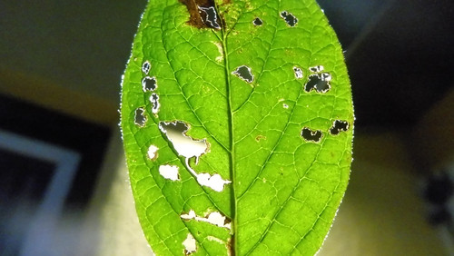 Leafs; Publicdomain; Cc0; Freeimage;.jpg