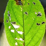 Leafs; Publicdomain; Cc0; Freeimage;