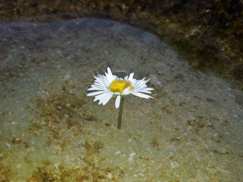 Flower; Publicdomain; Cc0; Freeimage;.jpg