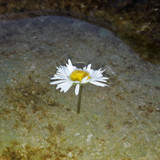 Flower; Publicdomain; Cc0; Freeimage;