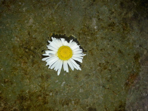 Flower; Publicdomain; Cc0; Freeimage;.jpg