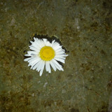 Flower; Publicdomain; Cc0; Freeimage;