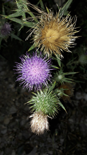 Flower; Publicdomain; Cc0; Freeimage;.jpg