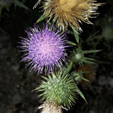 Flower; Publicdomain; Cc0; Freeimage;