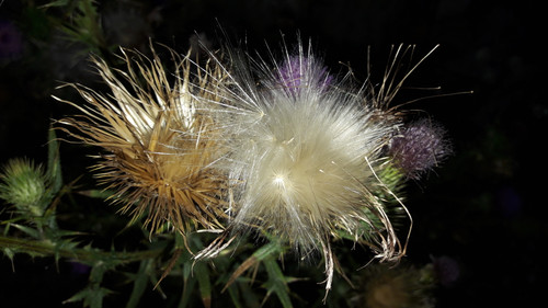 Flower; Publicdomain; Cc0; Freeimage;.jpg