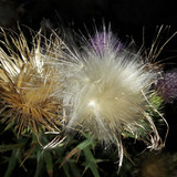 Flower; Publicdomain; Cc0; Freeimage;