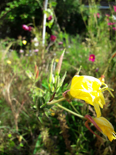 Flower; Publicdomain; Cc0; Freeimage;.jpg